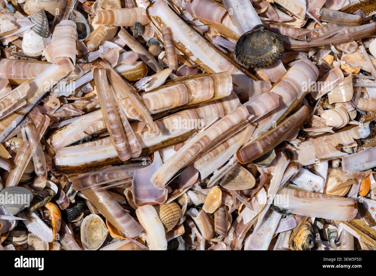 Ansammlung von Atlantischen Jackmessermuscheln und anderen Muschelmuscheln, die an der niederländischen Nordseeküste angespült wurden Stockfoto