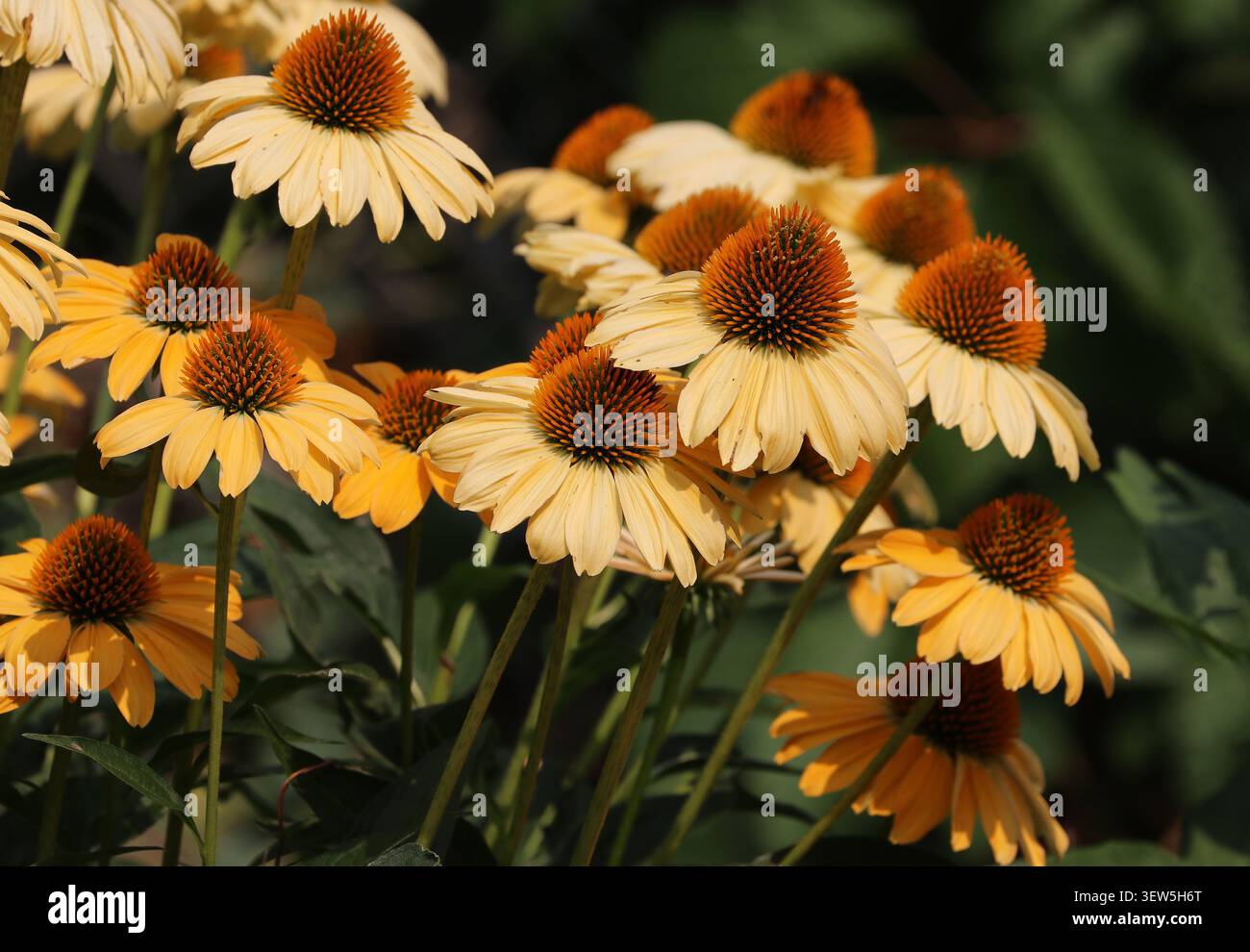 In Idaho blühen hellgelbe Konefloren. Stockfoto