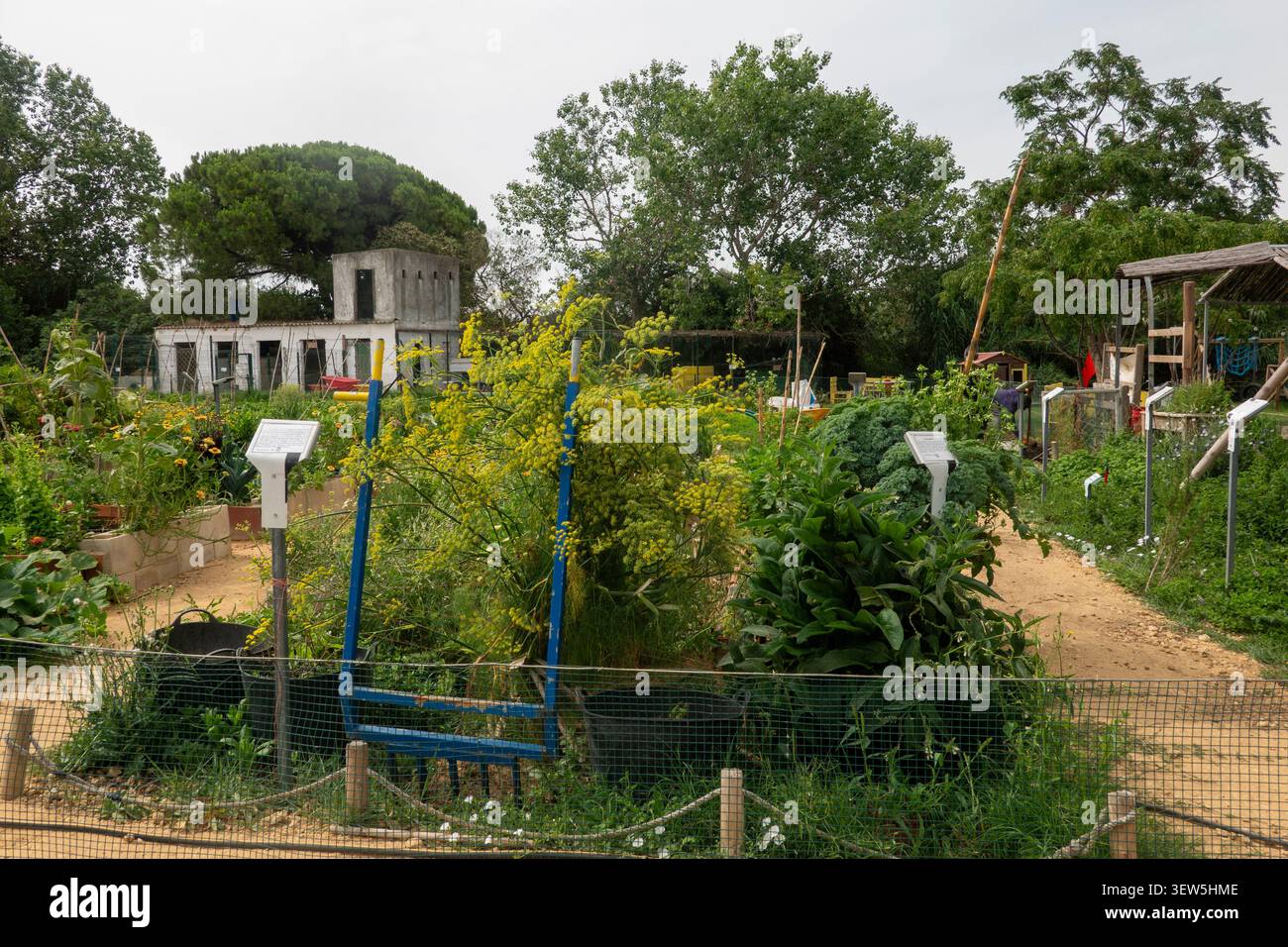 Lebendiger Gemeindegarten mit gelben Blumen, üppigem grünem Gemüse und unbefestigten Wegen unter einem bewölkten Himmel. Stockfoto