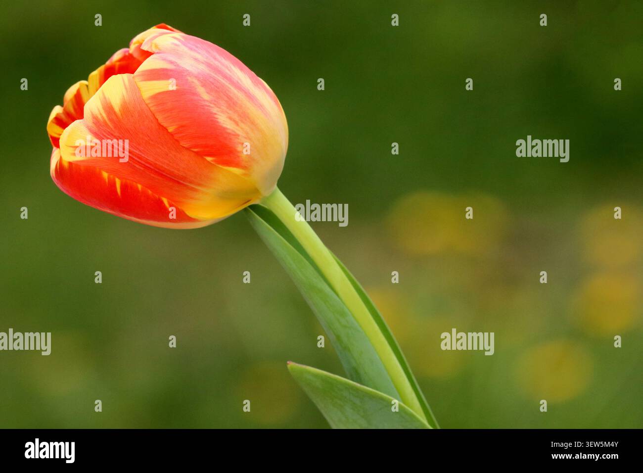 Eine leuchtende orange und gelbe Tulpe (Tulipa) vor einem üppigen grünen Hintergrund mit gelbem Bokeh. Stockfoto