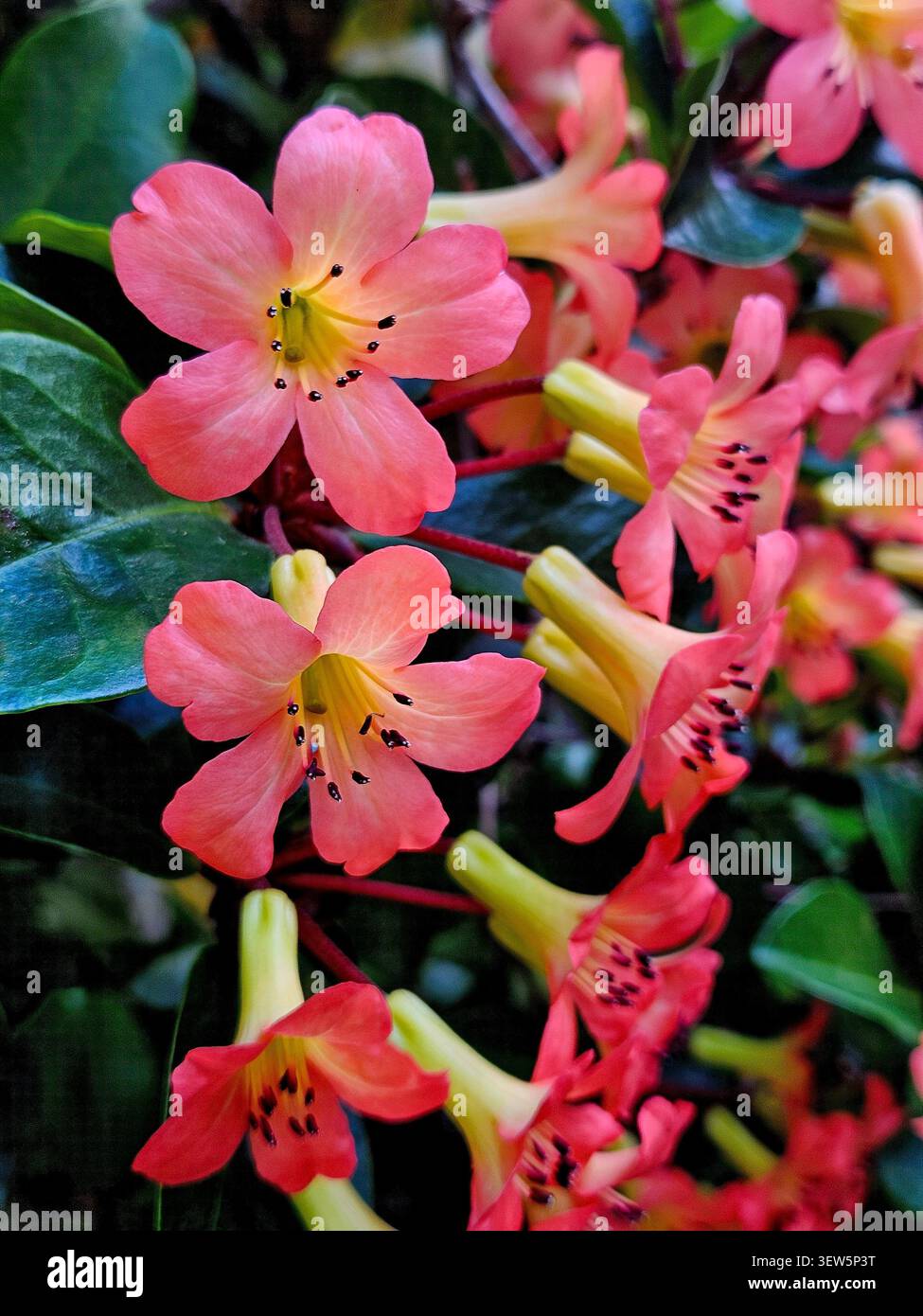 Das Leben in der Blüte - Smartphone-aufgenommenes Stockfoto