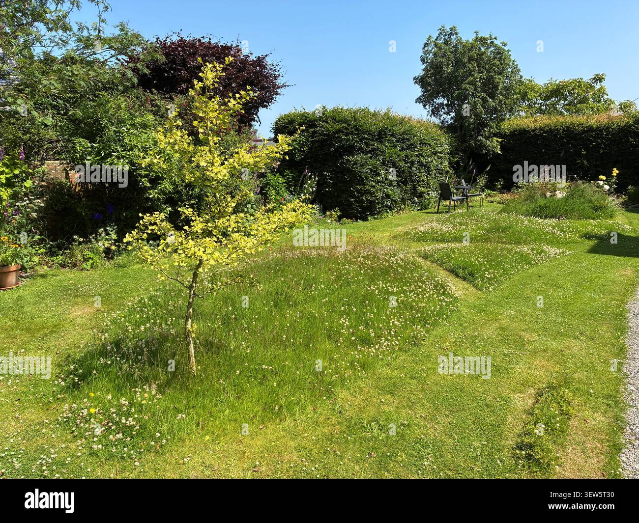 Kein Mähen Mai - große Teile eines Gartenrasens wurden im Mai 2026 in Großbritannien nicht geschnitten - die wilden Blumen und das hohe Gras ziehen im Juni viele Insekten an Stockfoto