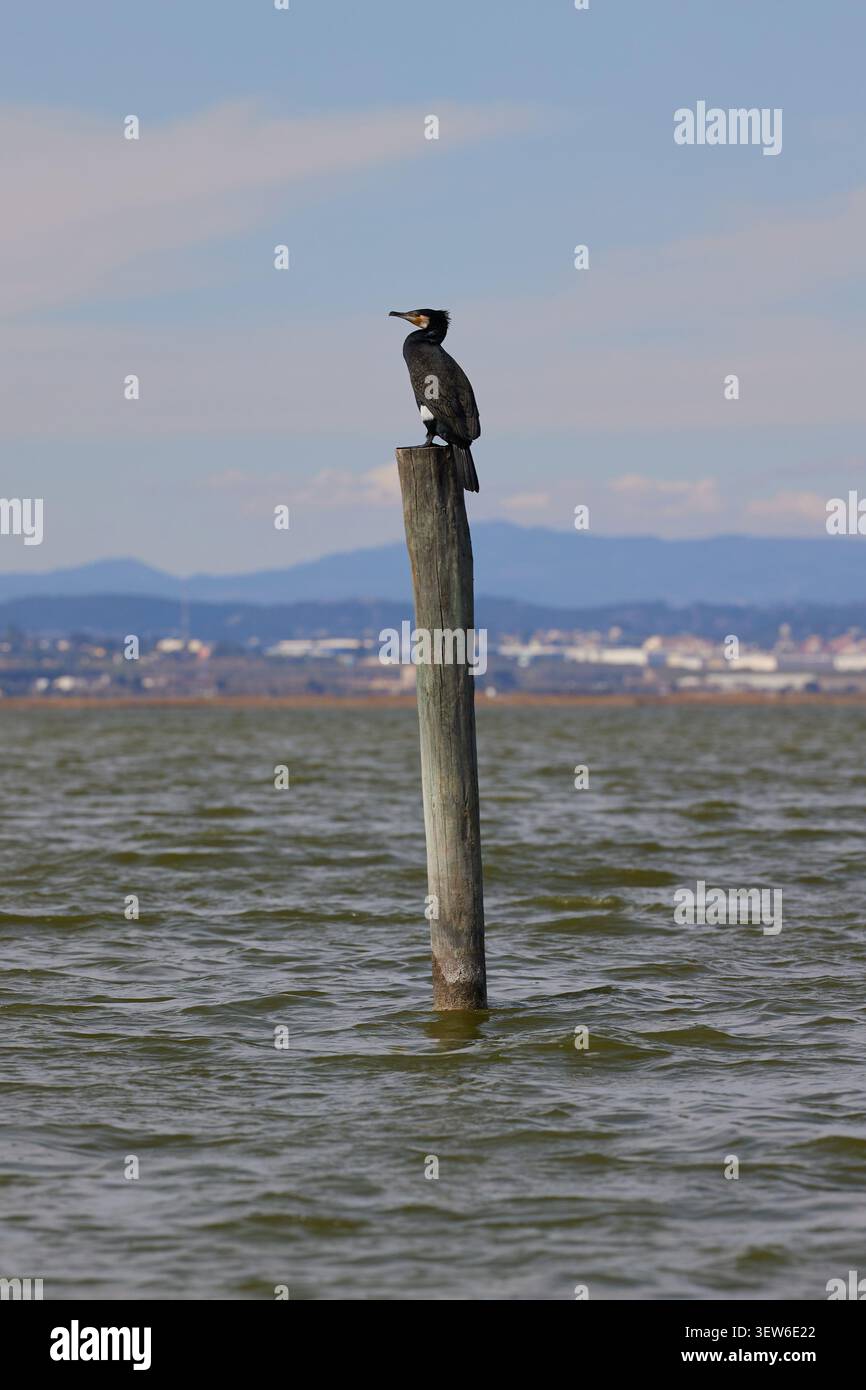 Großer Kormoran, der auf einem Holzpfahl in der Lagune an der Küste thront. Stockfoto