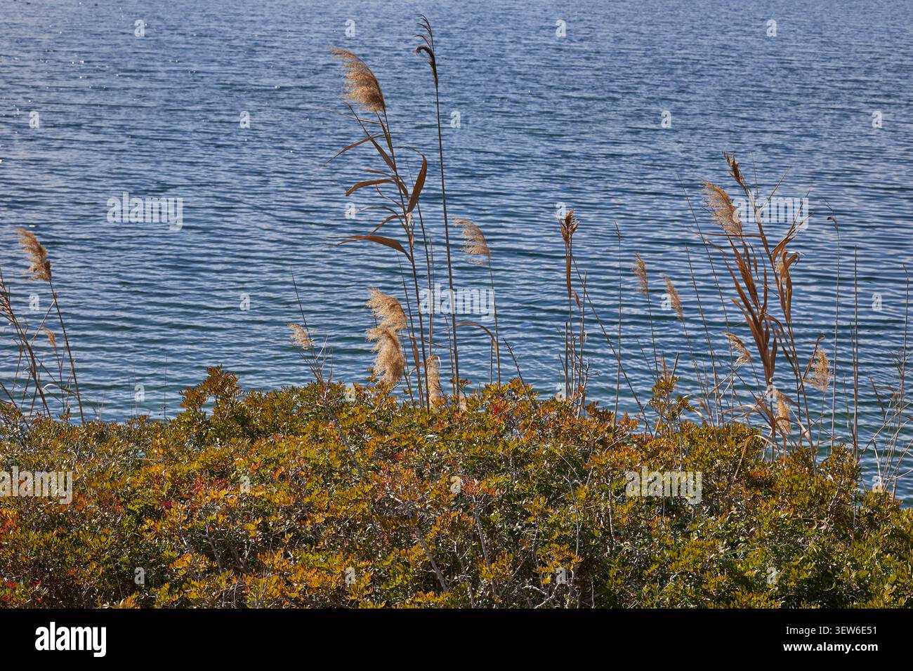 Schilfgräser wachsen entlang der Küste der ruhigen Lagune. Stockfoto