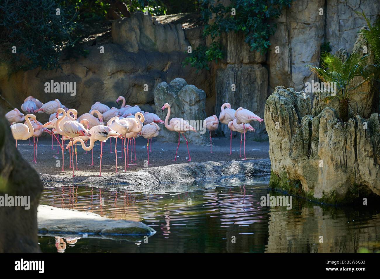 Rosa Flamingos schlafen in der Nähe von Felsen und Bäumen Stockfoto