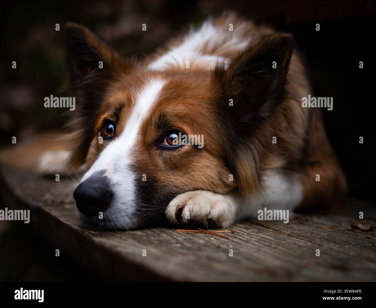 Nahporträt eines traurigen braunen und weißen Collie-Hundes, der mit dem Kopf auf den Pfoten liegt. Stockfoto