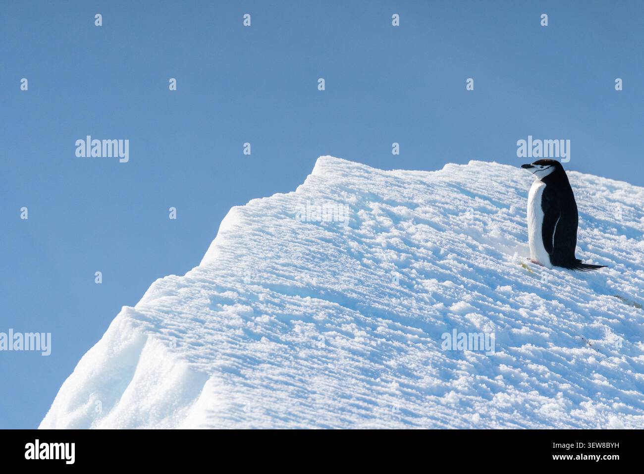 Ein einsamer Kinstrap-Pinguin, der auf einem Eisberg unter einem klaren blauen Himmel auf der Antarktischen Halbinsel in der Antarktis steht Stockfoto