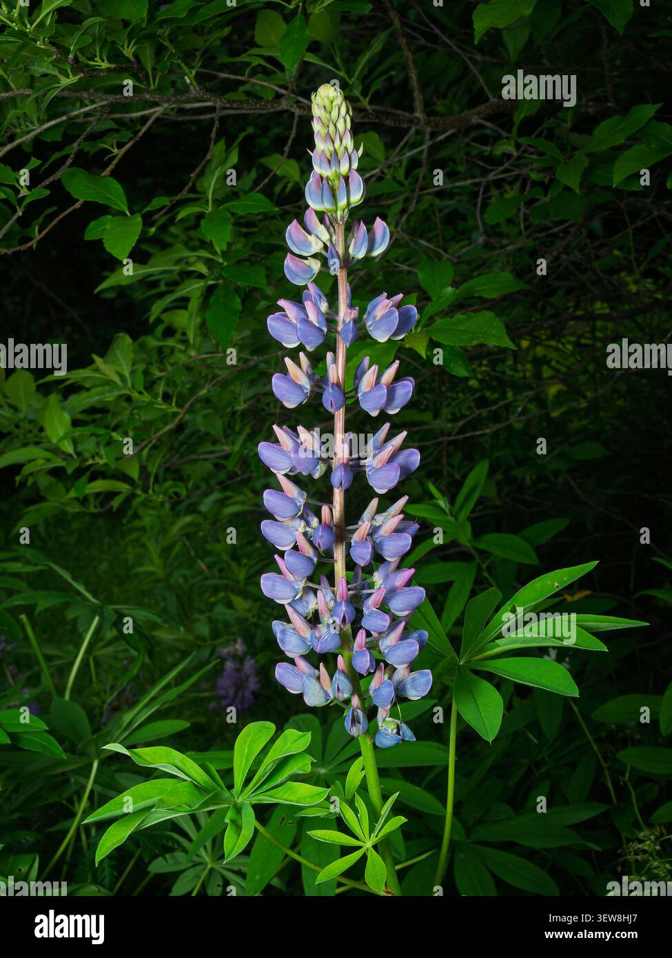 Lupinen blühen in Blüte Stockfoto