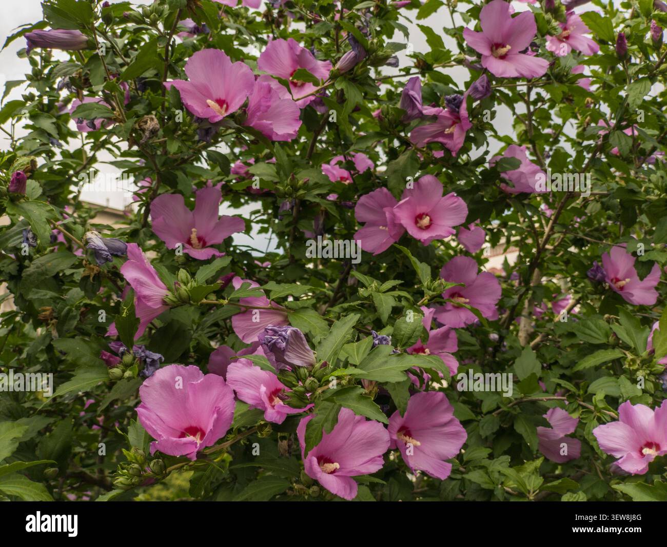 Dichte Gruppe von blühenden rosa Hibiscus syriacus Blumen, schöne Rose des Sharon Busches floraler Hintergrund. Stockfoto