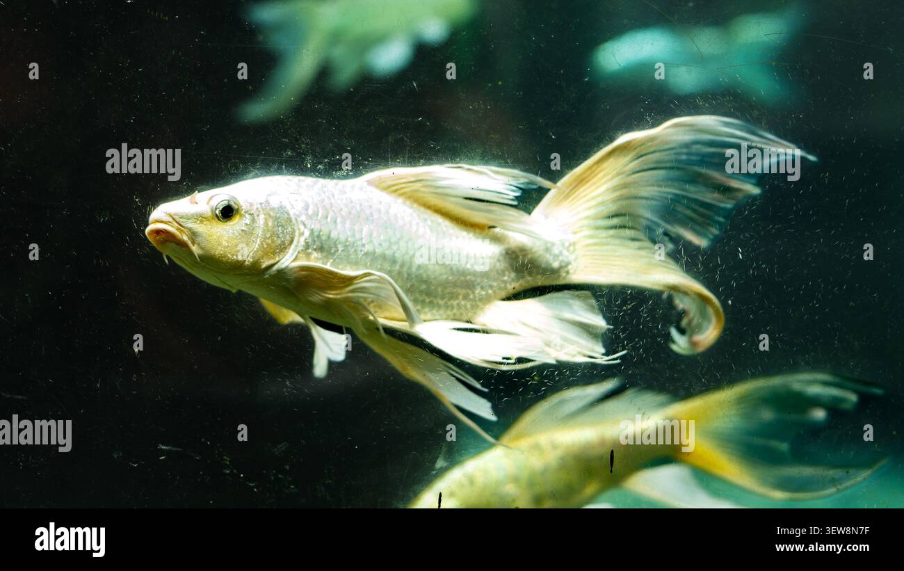 Weißer Schmetterling-Koi-Fisch schwimmt in einem Aquarienbecken mit langen fließenden Flossen Stockfoto