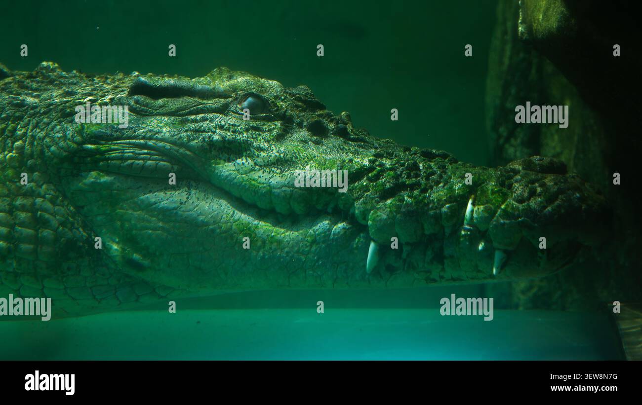 Nahaufnahme des Unterwasserprofils eines Krokodilkopfes mit scharfen Zähnen und strukturierter Schuppenhaut Stockfoto