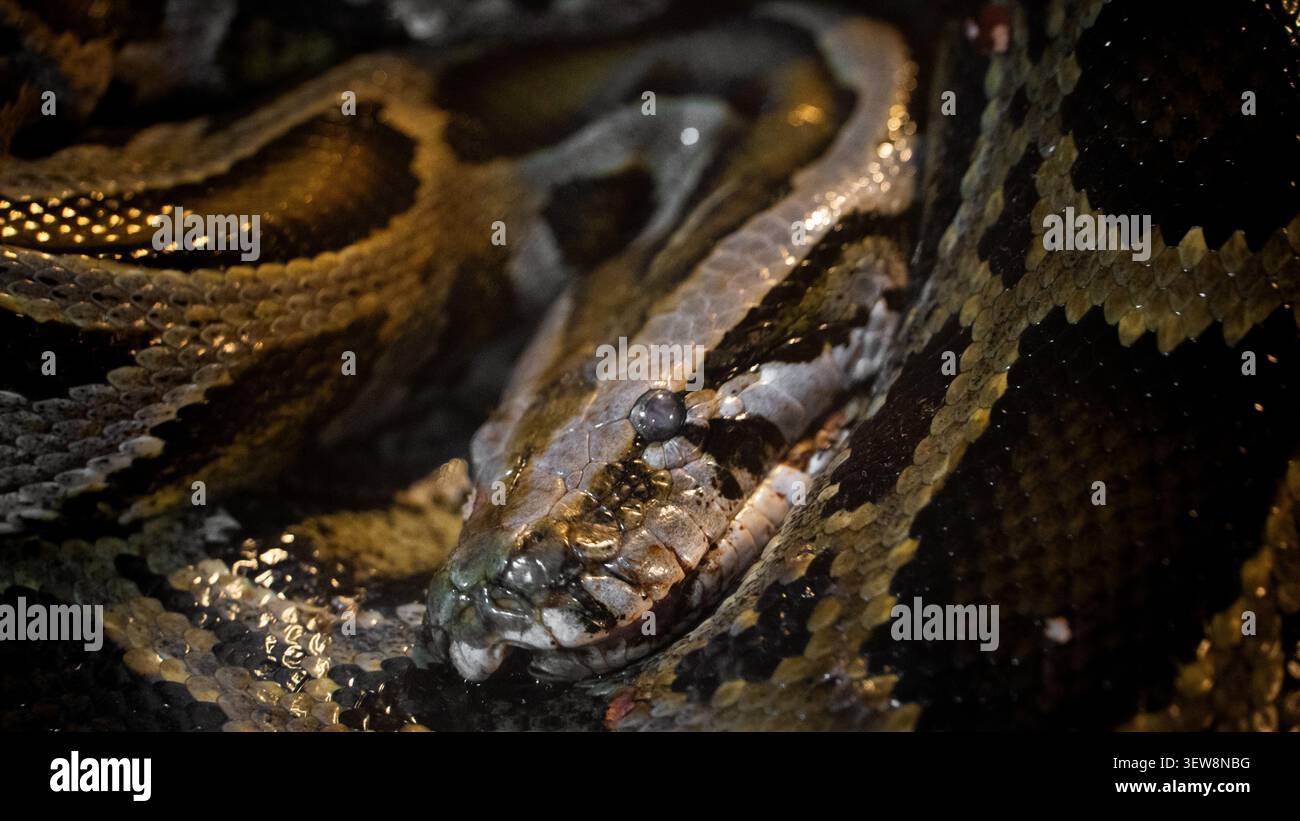 Nahporträt eines Pythonenschlangenkopfes, der auf seinem gewundenen schuppigen Körper ruht Stockfoto