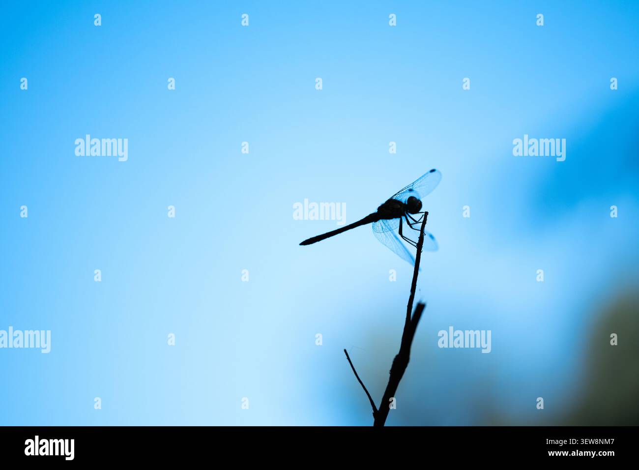 Eine einzelne Libelle ruht auf einem dünnen Ast mit einem weichen blauen Himmel im Hintergrund, wodurch eine minimale natürliche Szene mit sanftem Licht und offenem Raum entsteht Stockfoto