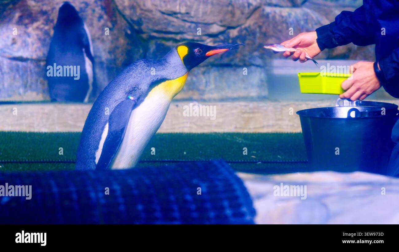 Königspinguin, der Fisch aus der Hand eines Hausmeisters erhält Stockfoto