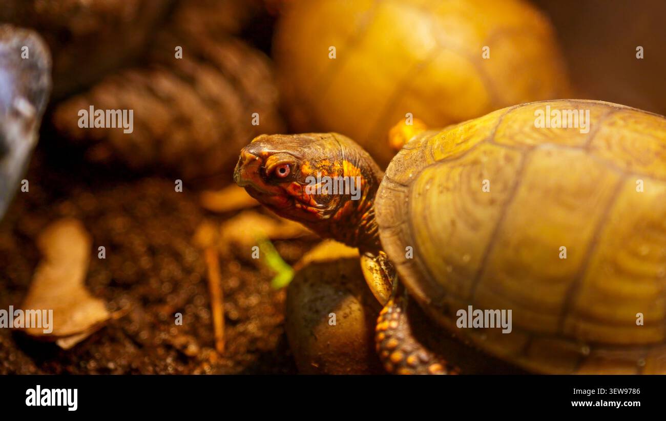 Der Schildkrötenkopf blickt in der natürlichen Umgebung nach vorne Stockfoto