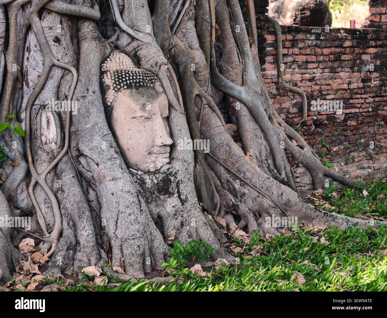 Der heilige buddha-Kopf in der Baumwurzel, Ayutthaya, Thailand Stockfoto