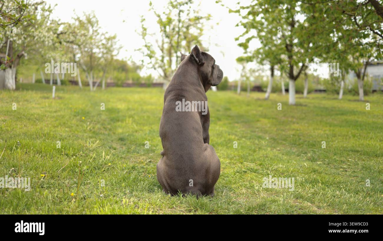 Grauer Cane Corso italienischer Mastiff-Hund sitzt auf grünem Gras im Freien im Garten, reinrassiger Haustier-Porträt. Stockfoto