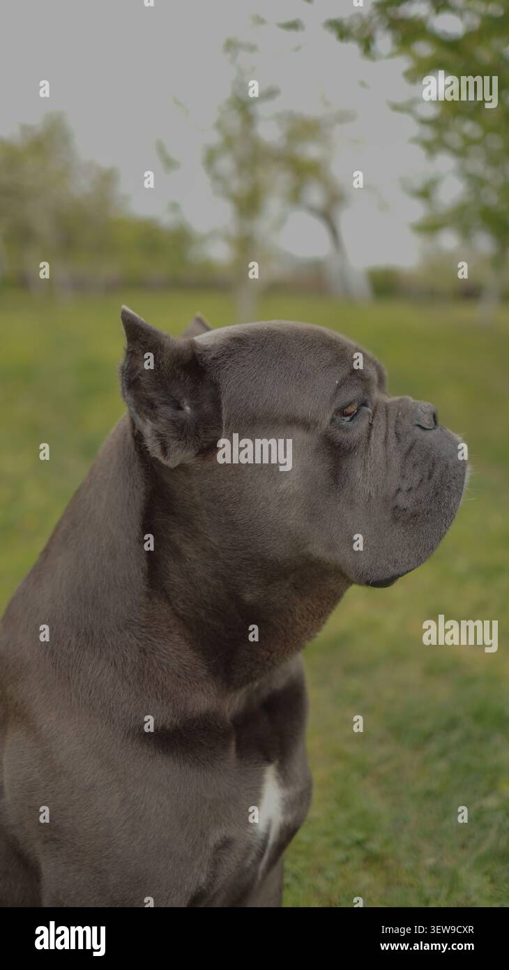 Grauer Cane Corso italienischer Mastiff-Hund sitzt auf grünem Gras im Freien im Garten, reinrassiger Haustier-Porträt. Stockfoto