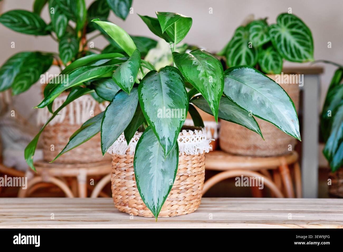 Aglaonema Silverado Chinesische immergrüne Zimmerpflanze im Boho-Stil Korb im gemütlichen Wohnzimmer mit vielen Zimmerpflanzen im Hintergrund. Urbanes Dschungel Haus dez Stockfoto