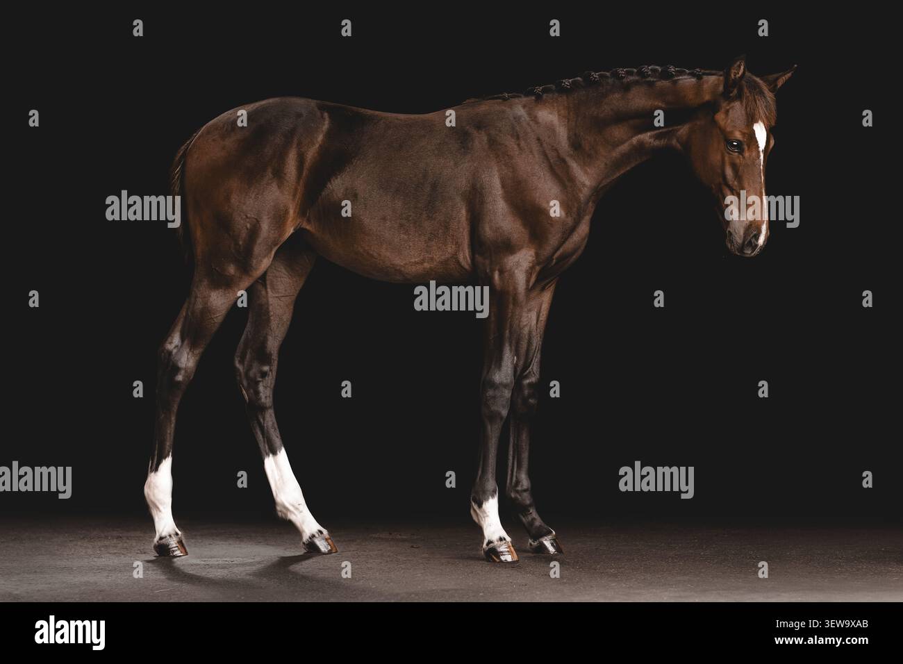 Elegantes Warmblutfohlen posiert vor schwarzem Hintergrund Stockfoto