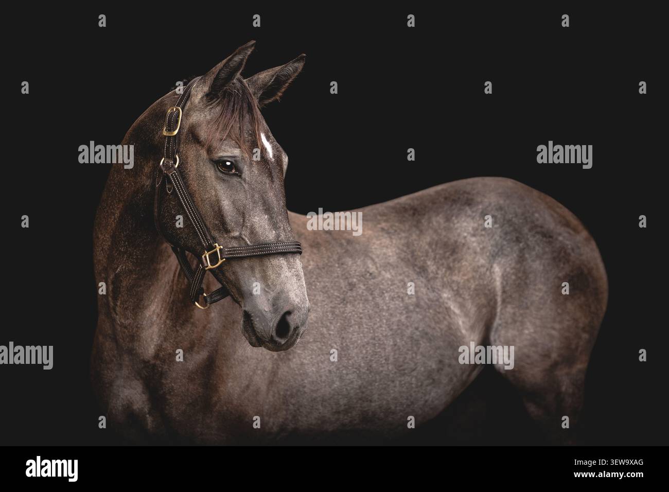 Elegantes graues Pferdeporträt auf schwarzem Hintergrund Stockfoto