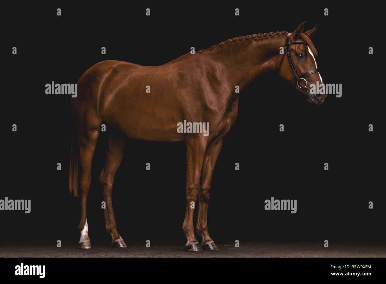 Elegantes Kastanienpferd mit geflochtener Mähne Stockfoto