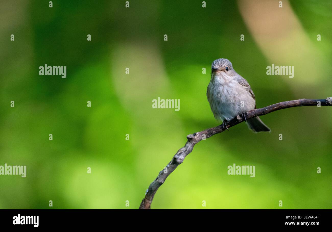 Grauschnäpper (Muscicapa Striata) Stockfoto
