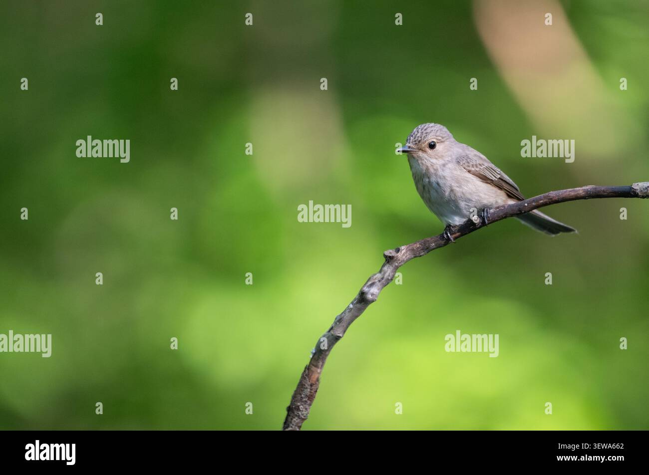 Grauschnäpper (Muscicapa Striata) Stockfoto