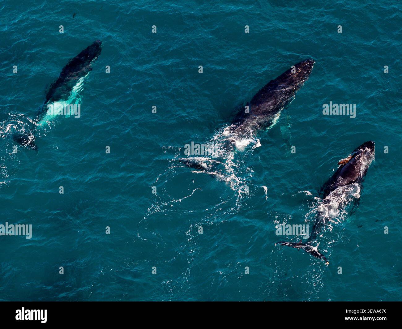 Aus der Vogelperspektive sehen Sie eine Horde südlicher Glattwale, die im tiefblauen Wasser vor der Küste von Cheynes Beach, Cheynes, Western Australia, Australien schwimmen. Stockfoto