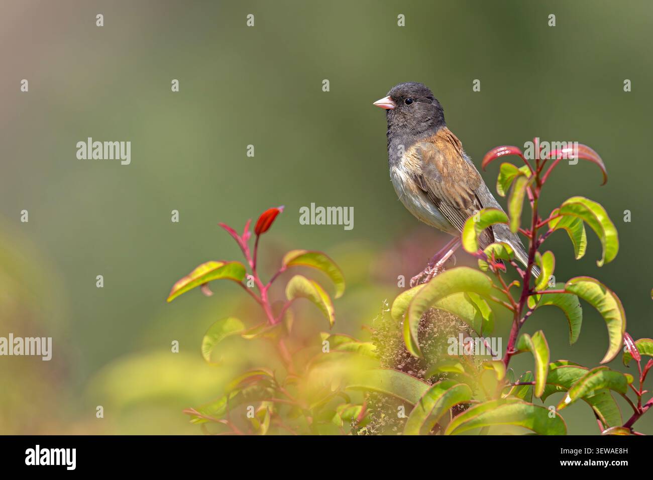 Dunkeläugige Junco (Junco hyemalis), die auf einem grünen Busch mit roten Triebe in der Nähe des Griffith Observatory in Los Angeles, Kalifornien, thront. Stockfoto