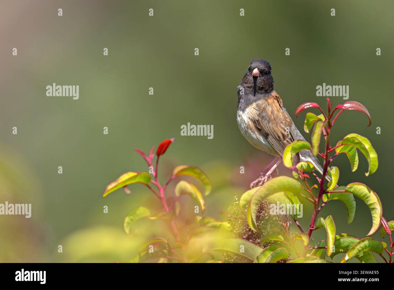 Dunkeläugige Junco (Junco hyemalis), die auf einem grünen Busch mit roten Triebe in der Nähe des Griffith Observatory in Los Angeles, Kalifornien, thront. Stockfoto
