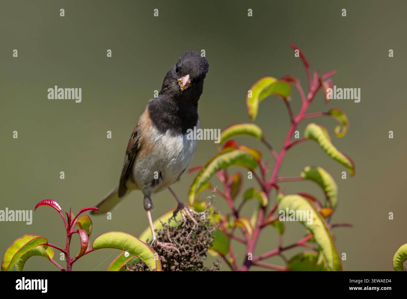 Dunkeläugige Junco (Junco hyemalis), die auf einem grünen Busch mit roten Triebe in der Nähe des Griffith Observatory in Los Angeles, Kalifornien, thront. Stockfoto