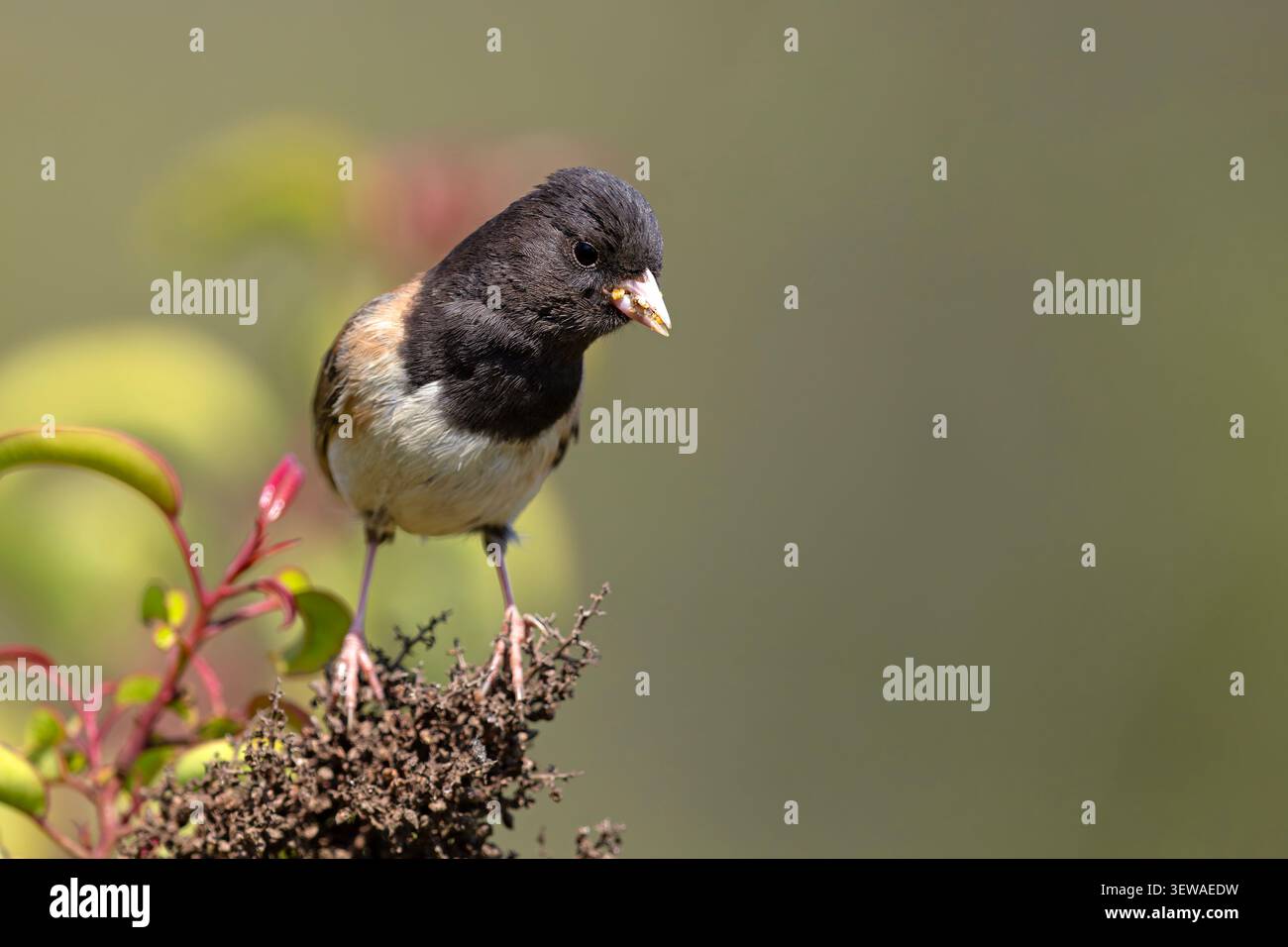 Dunkeläugige Junco (Junco hyemalis), die auf einem grünen Busch mit roten Triebe in der Nähe des Griffith Observatory in Los Angeles, Kalifornien, thront. Stockfoto