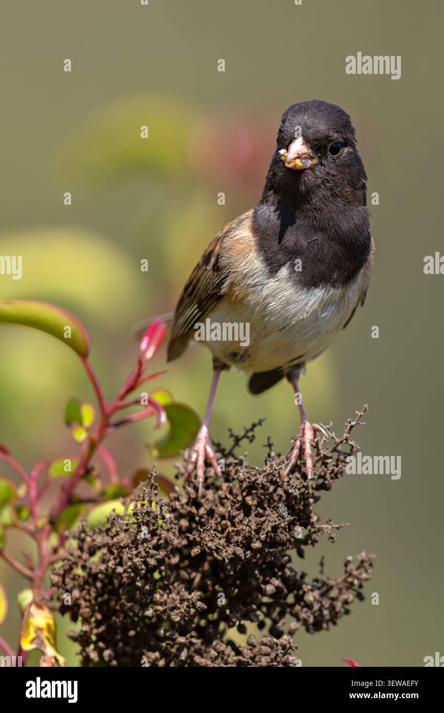 Dunkeläugige Junco (Junco hyemalis), die auf einem grünen Busch mit roten Triebe in der Nähe des Griffith Observatory in Los Angeles, Kalifornien, thront. Stockfoto