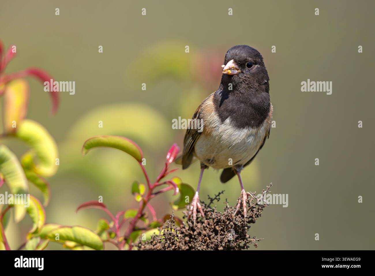 Dunkeläugige Junco (Junco hyemalis), die auf einem grünen Busch mit roten Triebe in der Nähe des Griffith Observatory in Los Angeles, Kalifornien, thront. Stockfoto