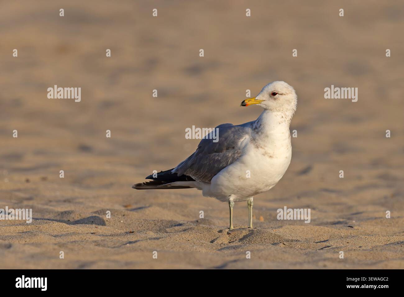 Die kalifornische Möwe (Larus californicus) steht während der goldenen Stunde am Sandstrand des Santa Monica Beach in Los Angeles, Kalifornien. Stockfoto