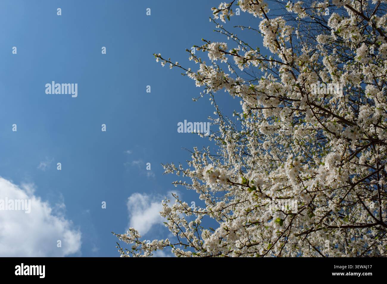 Sakura-Blüte in einem örtlichen Park unter dem offenen und blauen Himmel auf dem Hintergrund des Hotels Stockfoto