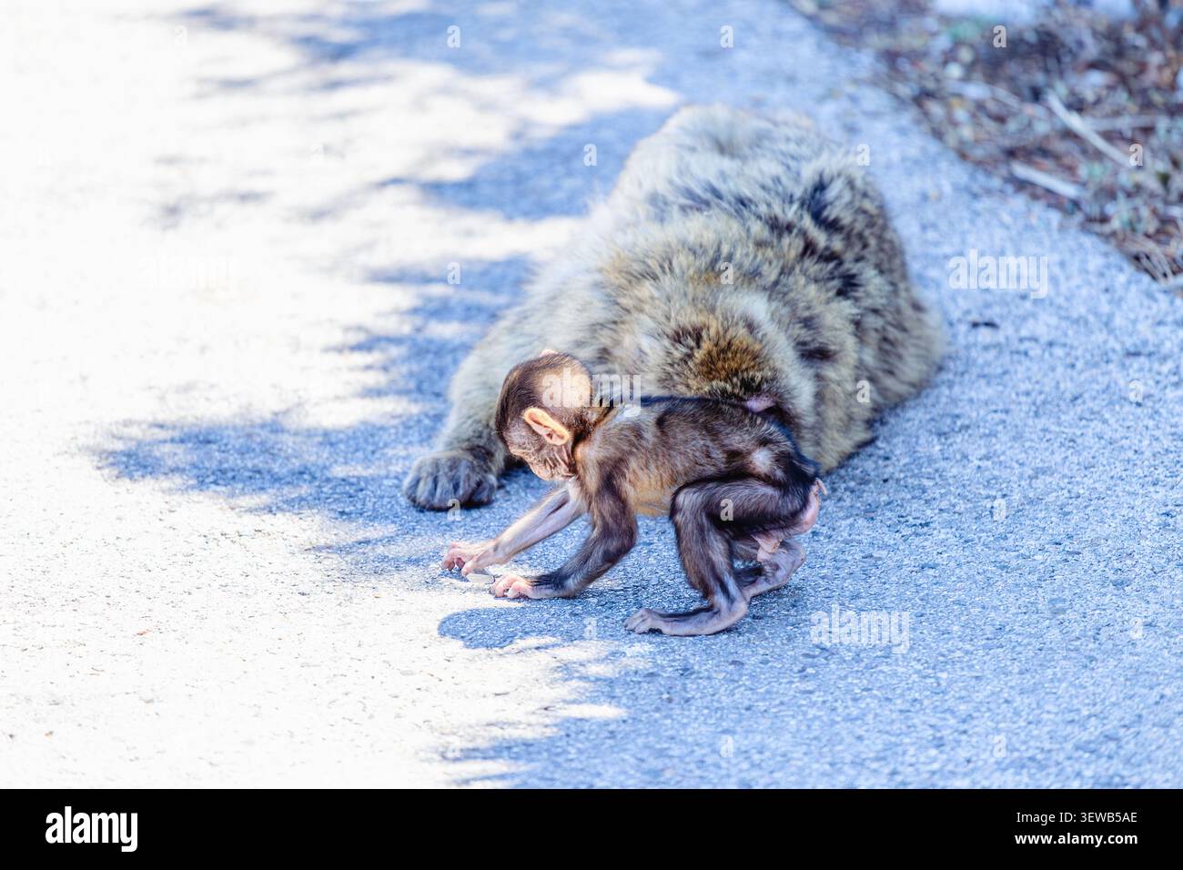 Ein neugieriger junger Affe spielt tagsüber neben seiner Mutter in freier Wildbahn. Berbermakaken (Macaca sylvanus), auch bekannt als der schwanzlose m Stockfoto