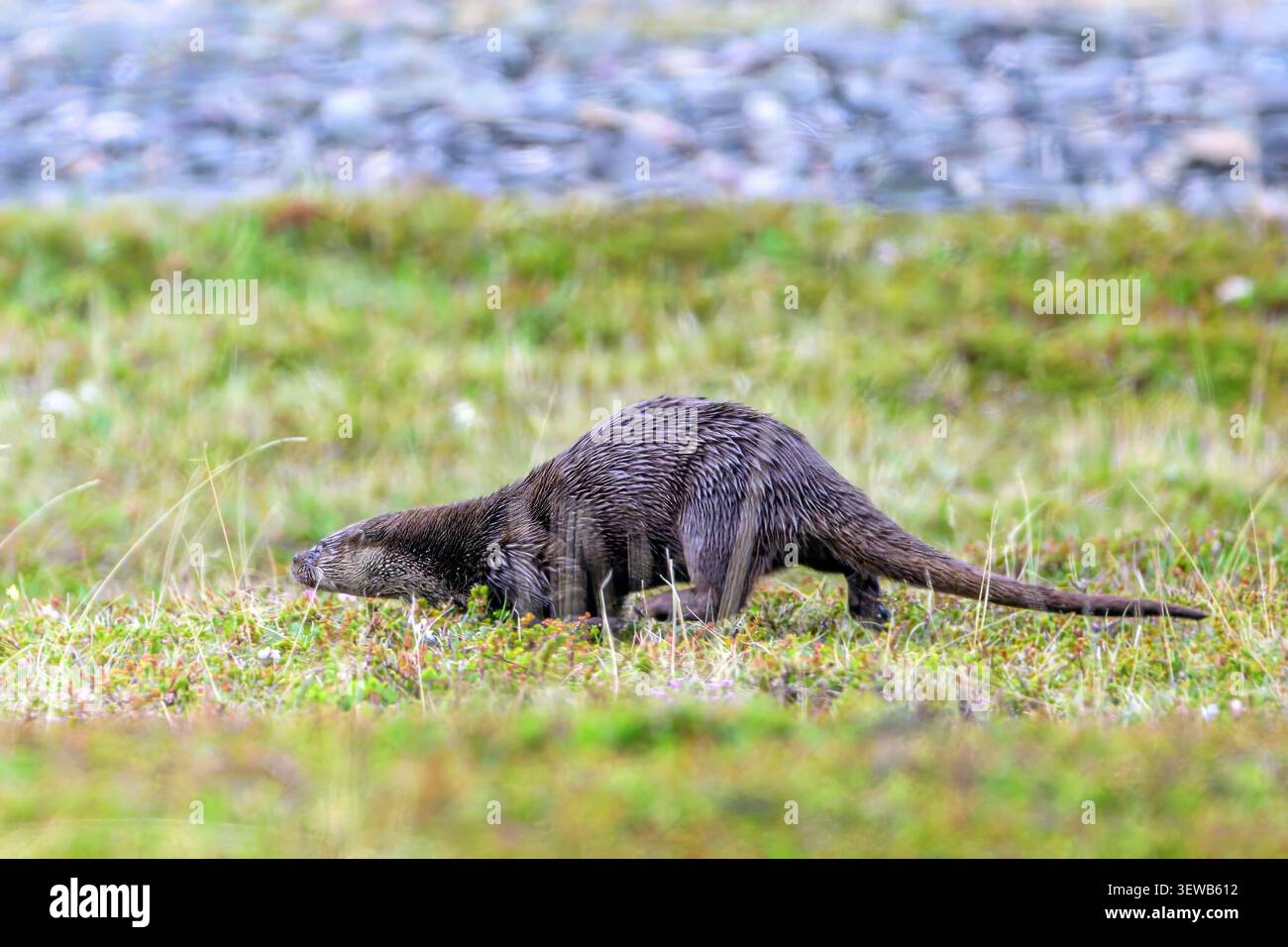 Eurasisches ottet (Lutra lutra) von der Halbinsel Varanger, Finnmark, Nordnorwegen im Juni. Stockfoto