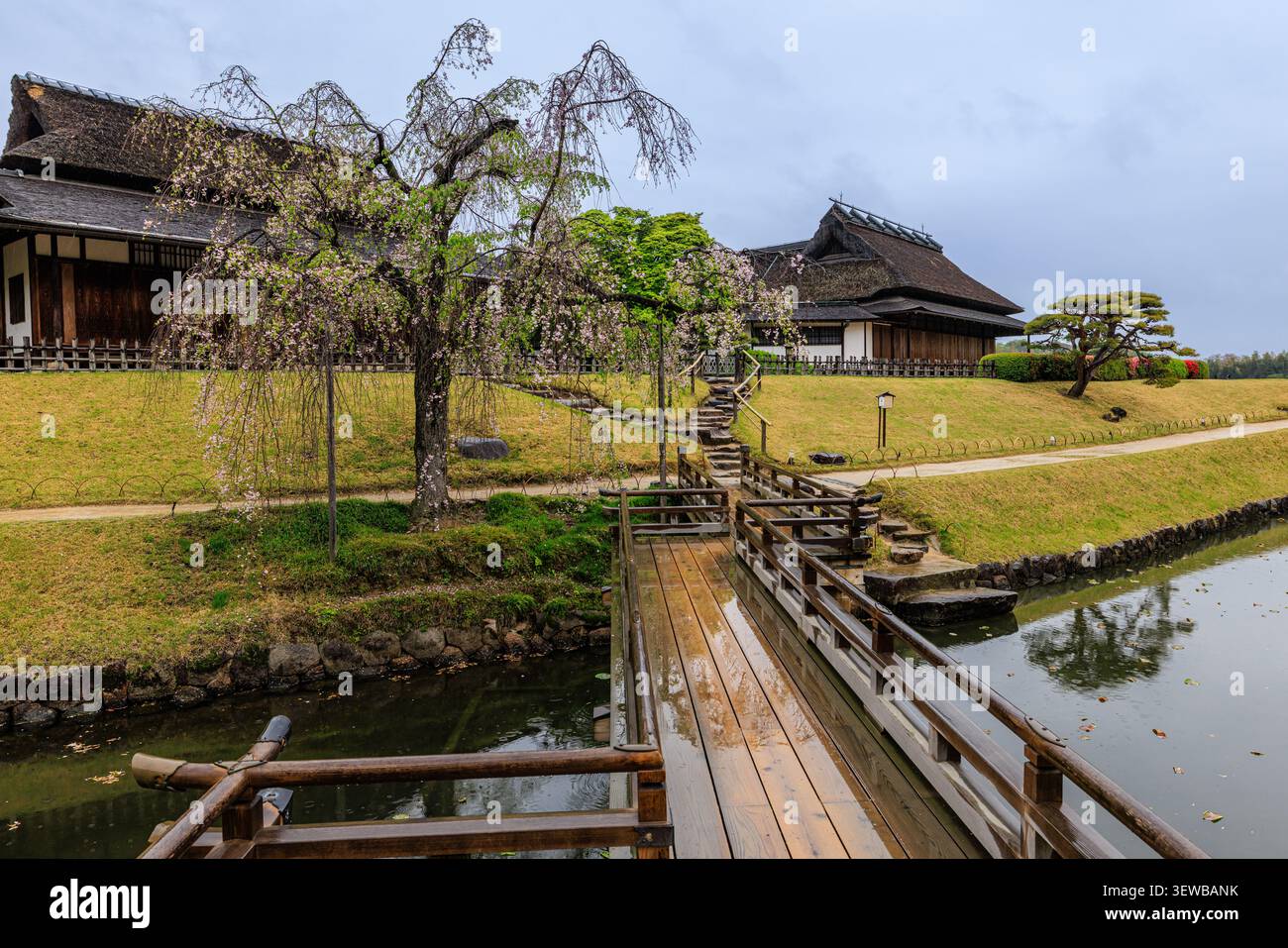 Traditionelles japanisches Strohgebäude mit weinender Kirschblüte und Holzbrücke über den Teich im Korakuen, einem der großen Gärten Japans Stockfoto