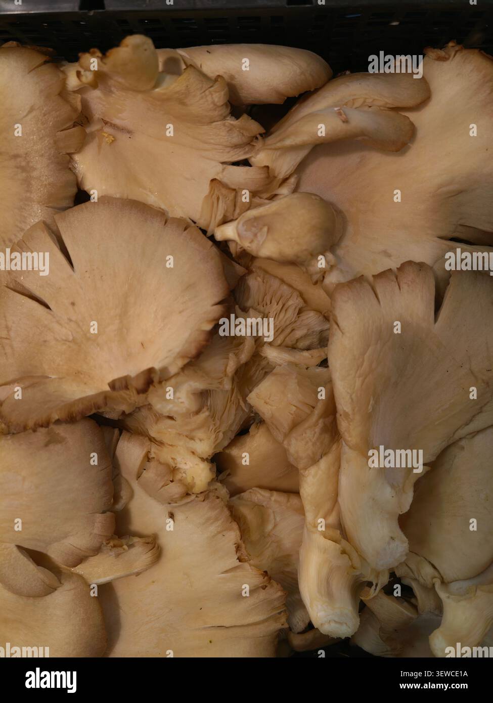 Aus nächster Nähe sehen Sie frische Austernpilze, die zusammen mit weichen beigen Kappen, zarten Kiemen, geschwungenen Formen und natürlicher Textur gruppiert sind, ideal für Food ingre Stockfoto