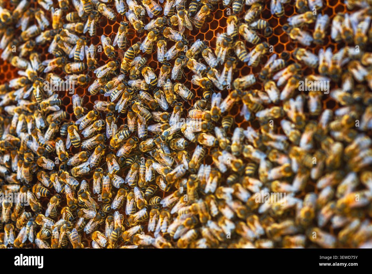 Bienen arbeiten hart in einem Bienenstöcke. Sie bewegen sich auf der Wabe herum, sammeln Nektar und Pollen. Es ist tagsüber und die Bienen sind drinnen beschäftigt Stockfoto