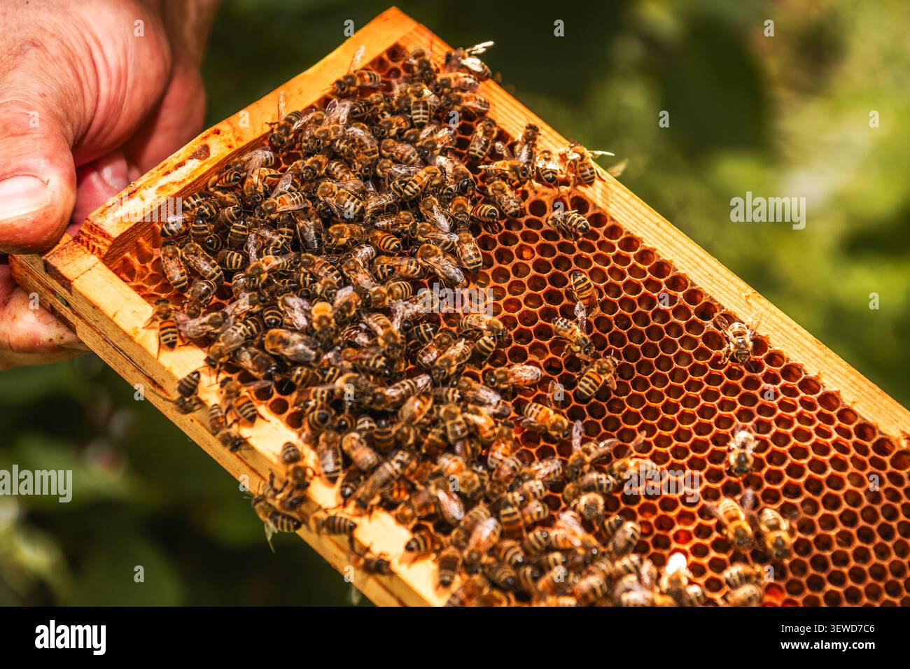 Eine Person untersucht ein mit Bienen bedecktes Bienenwabengestell in einem Garten. Es ist tagsüber, und die Szene zeigt die Tätigkeit der Imkerei. Die Bienen sind beschäftigt Stockfoto