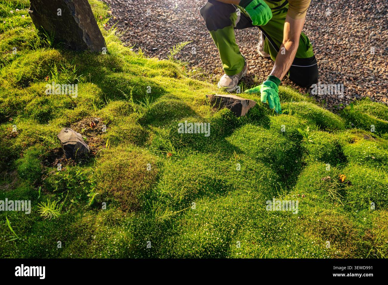 Eine Person arbeitet an einem sonnigen Nachmittag in einem Garten. Sie bücken sich nach unten und überprüfen das üppige grüne Moos, das den Boden bedeckt. Der Bereich ist hell, Stockfoto