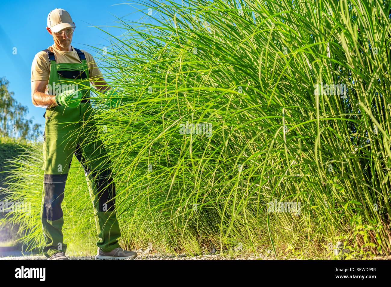 Eine Person trimmt hohes Gras in einer sonnigen Umgebung im Freien. Der Gärtner trägt Handschuhe und eine Kappe. Die Szene zeigt leuchtendes grünes Gras und ein klares Blau Stockfoto