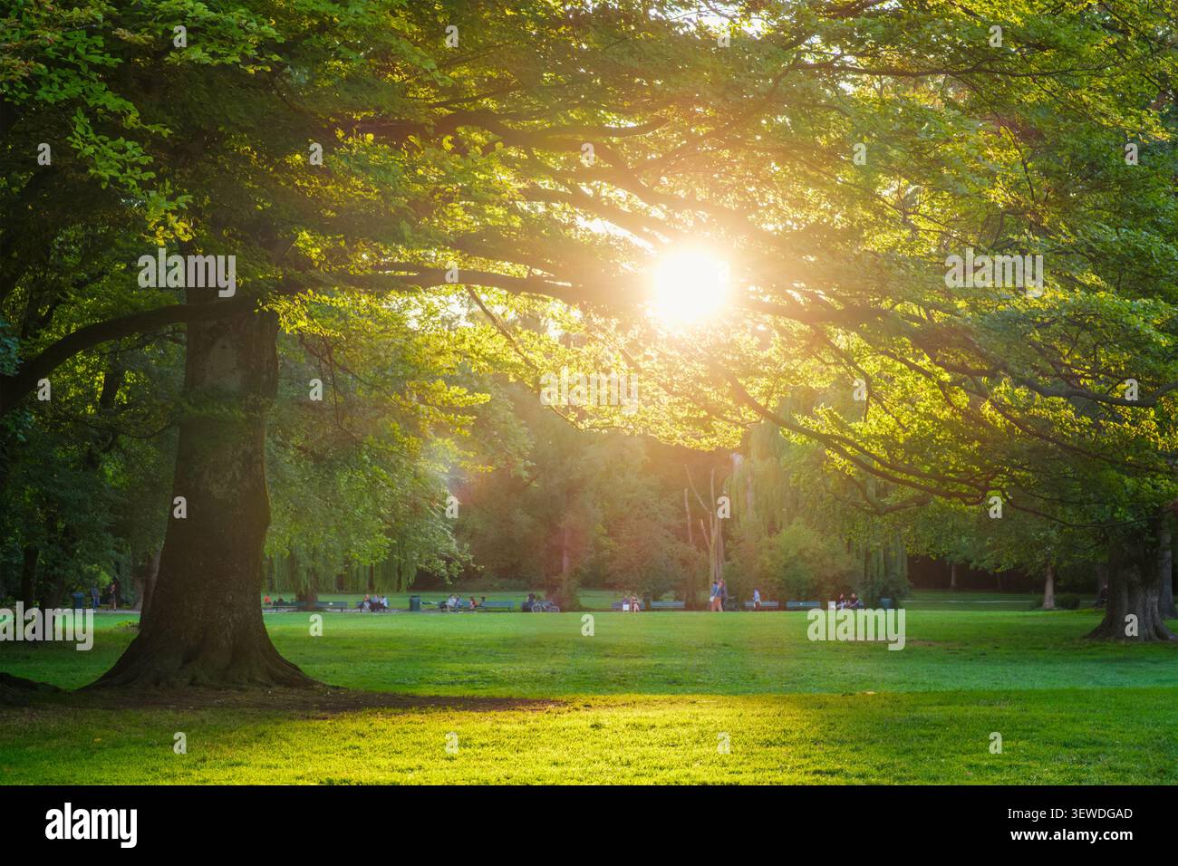 Helle Abendsonne über einer grünen Wiese im Englischen Garten in München, Deutschland mit Bäumen, warmer Flamme und ruhigem Sommerlicht Stockfoto