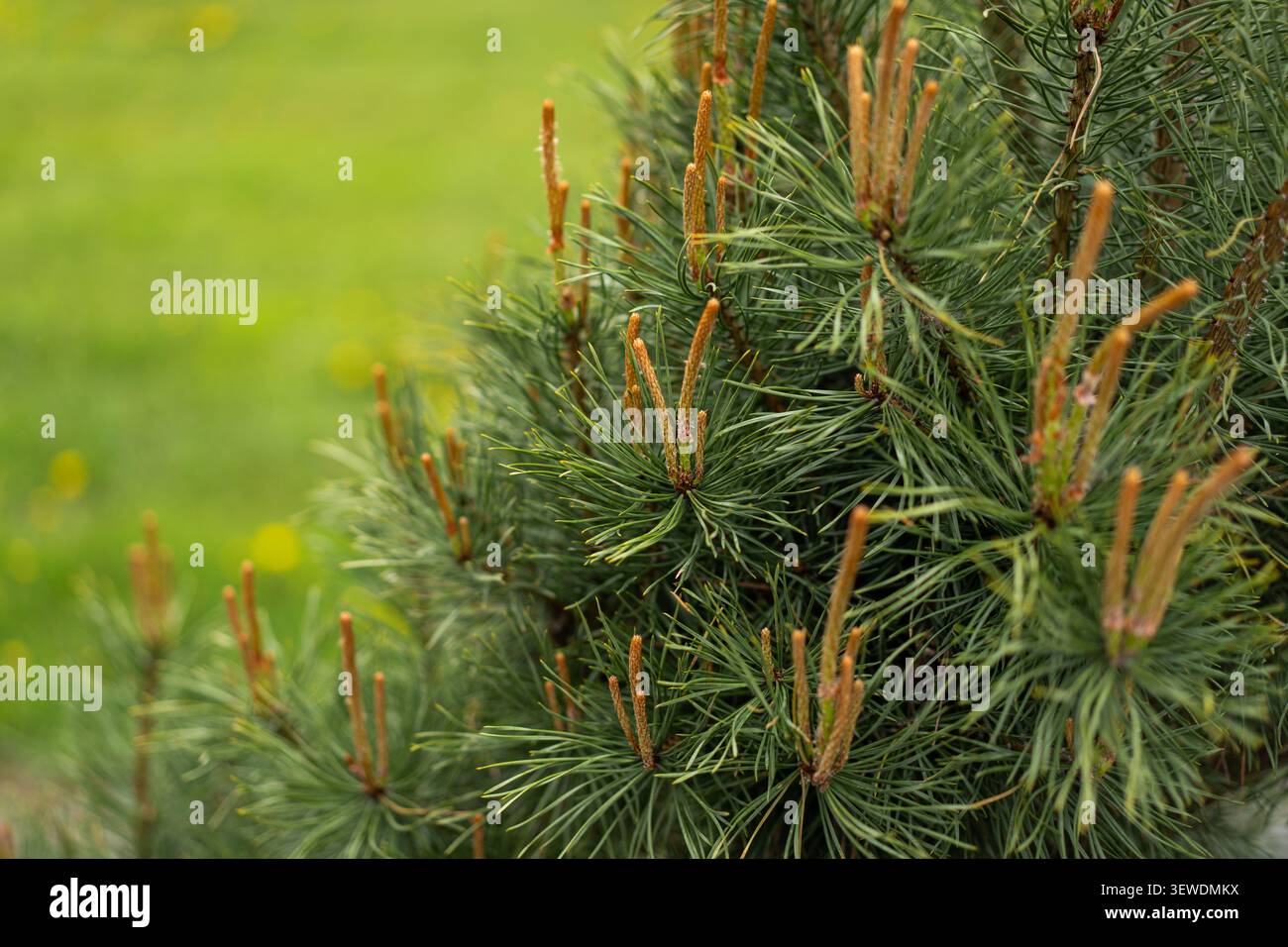Junge Kiefernkerzen bereit zum Beschneiden im Frühlingsgarten Stockfoto