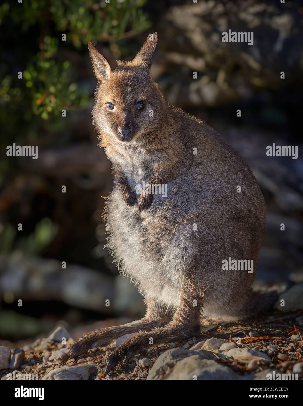 Bennett's Red-Neck Wallaby in Mount Cradle - Lake St. Clair National Park, Tasmanien, Australien. Stockfoto