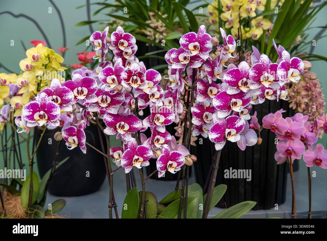 Phalaenopsis Orchidee mit violetten und weißen gesprenkelten Blüten auf der Blumenausstellung Keukenhof in Lisse, Niederlande. Stockfoto