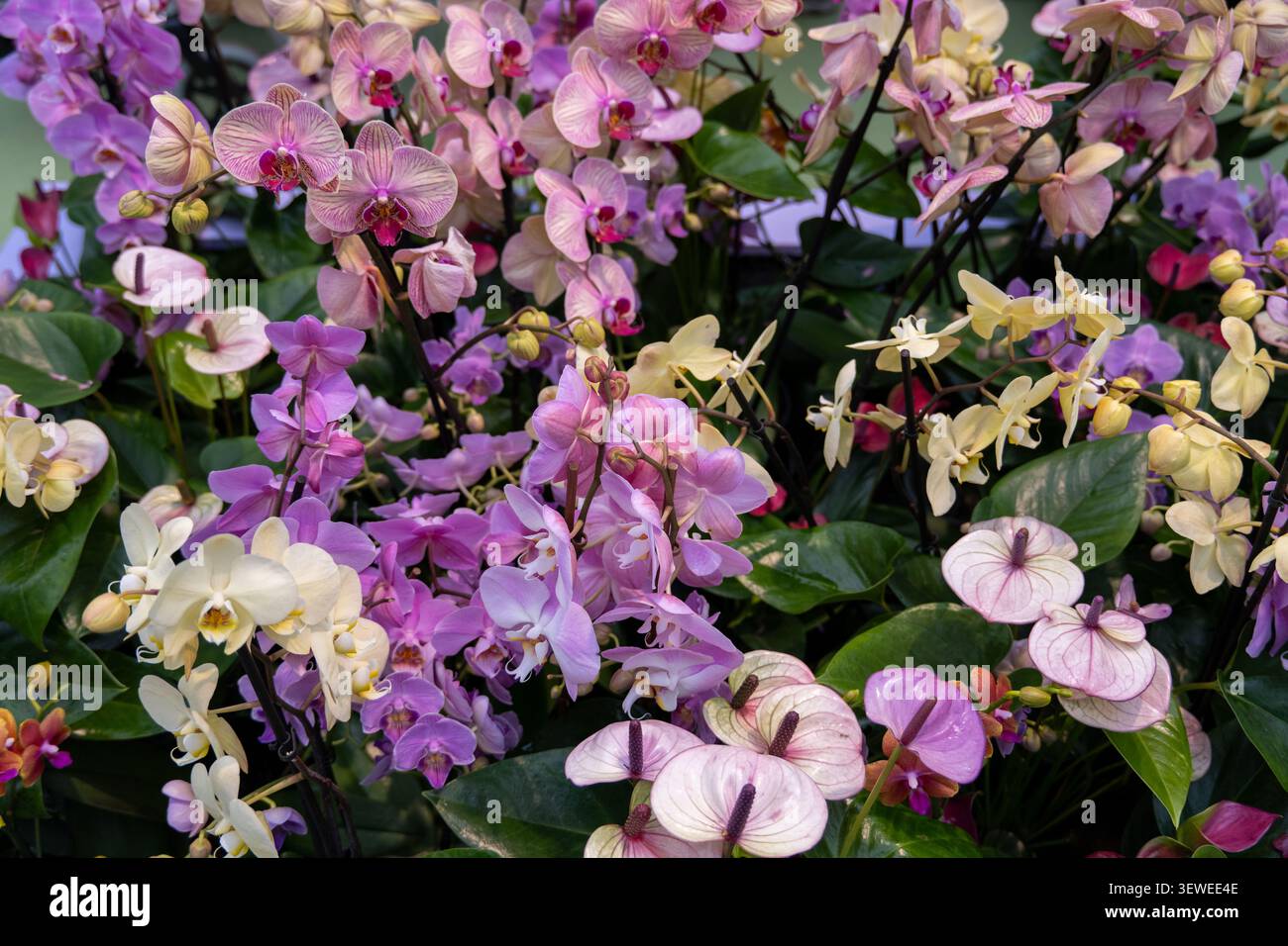 Farbenfrohe phalaenopsis-Orchideen und Anthurium-Pflanzen in einer Blumenausstellung im Keukenhof, Lisse, Niederlande. Stockfoto